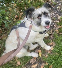 FLOWER, Hund, Mischlingshund in Herten - Bild 2