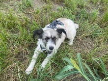 FLOWER, Hund, Mischlingshund in Herten - Bild 3