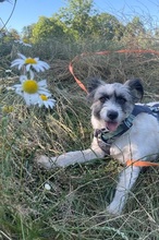 FLOWER, Hund, Mischlingshund in Herten - Bild 4