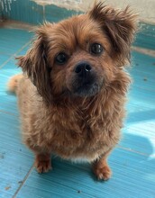 NALA, Hund, Mischlingshund in Rumänien - Bild 1