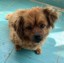 NALA, Hund, Mischlingshund in Rumänien - Bild 2