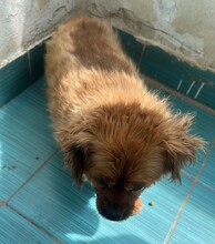 NALA, Hund, Mischlingshund in Rumänien - Bild 3