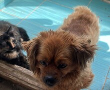 NALA, Hund, Mischlingshund in Rumänien - Bild 4