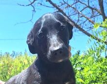 LIZI, Hund, Mischlingshund in Slowakische Republik - Bild 1