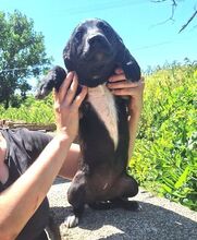 LIZI, Hund, Mischlingshund in Slowakische Republik - Bild 2