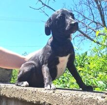 LIZI, Hund, Mischlingshund in Slowakische Republik - Bild 3