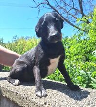 LIZI, Hund, Mischlingshund in Slowakische Republik - Bild 4