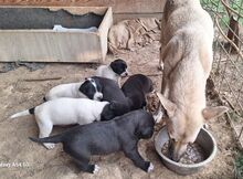 LIZI, Hund, Mischlingshund in Slowakische Republik - Bild 5
