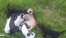 LIZI, Hund, Mischlingshund in Slowakische Republik - Bild 6