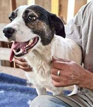 GLORIA, Hund, Mischlingshund in Rumänien - Bild 10