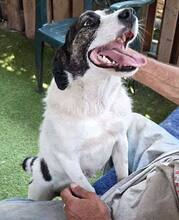 GLORIA, Hund, Mischlingshund in Rumänien - Bild 14
