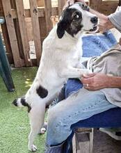 GLORIA, Hund, Mischlingshund in Rumänien - Bild 15