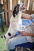GLORIA, Hund, Mischlingshund in Rumänien - Bild 2