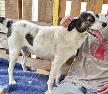 GLORIA, Hund, Mischlingshund in Rumänien - Bild 8