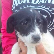 LANA, Hund, Mischlingshund in Slowakische Republik - Bild 1