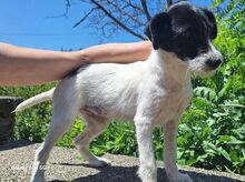 LANA, Hund, Mischlingshund in Slowakische Republik - Bild 2