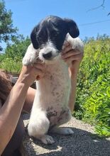 LANA, Hund, Mischlingshund in Slowakische Republik - Bild 3