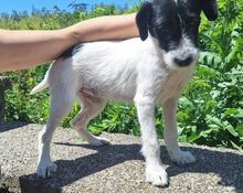 LANA, Hund, Mischlingshund in Slowakische Republik - Bild 4