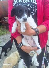 LANA, Hund, Mischlingshund in Slowakische Republik - Bild 5