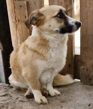 LILU, Hund, Mischlingshund in Rumänien - Bild 1