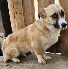 LILU, Hund, Mischlingshund in Rumänien - Bild 10