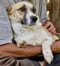 LILU, Hund, Mischlingshund in Rumänien - Bild 11