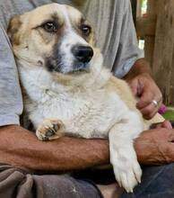 LILU, Hund, Mischlingshund in Rumänien - Bild 12