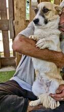 LILU, Hund, Mischlingshund in Rumänien - Bild 15