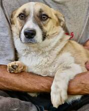 LILU, Hund, Mischlingshund in Rumänien - Bild 3