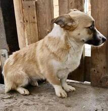LILU, Hund, Mischlingshund in Rumänien - Bild 4