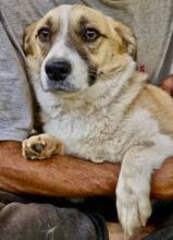 LILU, Hund, Mischlingshund in Rumänien - Bild 7