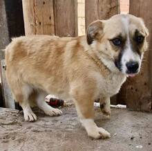 LILU, Hund, Mischlingshund in Rumänien - Bild 8