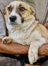 LILU, Hund, Mischlingshund in Rumänien - Bild 9