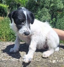 LOLA3, Hund, Mischlingshund in Slowakische Republik - Bild 2