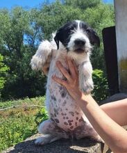 LOLA3, Hund, Mischlingshund in Slowakische Republik - Bild 3