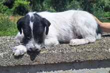 LOLA3, Hund, Mischlingshund in Slowakische Republik - Bild 4