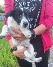 LOLA3, Hund, Mischlingshund in Slowakische Republik - Bild 5