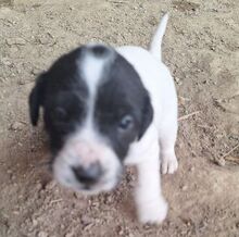 LOLA3, Hund, Mischlingshund in Slowakische Republik - Bild 6