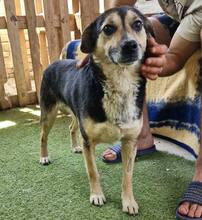 MUFFIN, Hund, Mischlingshund in Rumänien - Bild 10