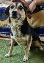 MUFFIN, Hund, Mischlingshund in Rumänien - Bild 11