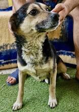 MUFFIN, Hund, Mischlingshund in Rumänien - Bild 12