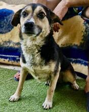 MUFFIN, Hund, Mischlingshund in Rumänien - Bild 13