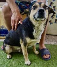 MUFFIN, Hund, Mischlingshund in Rumänien - Bild 5