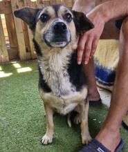 MUFFIN, Hund, Mischlingshund in Rumänien - Bild 7