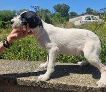 LEA, Hund, Mischlingshund in Slowakische Republik - Bild 2