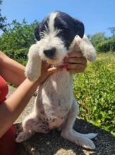 LEA, Hund, Mischlingshund in Slowakische Republik - Bild 3