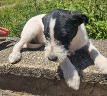 LEA, Hund, Mischlingshund in Slowakische Republik - Bild 4