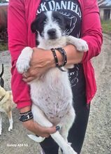 LEA, Hund, Mischlingshund in Slowakische Republik - Bild 5