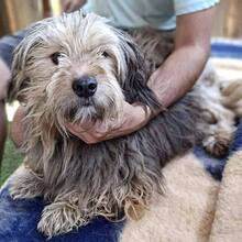 MILO, Hund, Mischlingshund in Rumänien - Bild 12