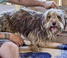 MILO, Hund, Mischlingshund in Rumänien - Bild 2
